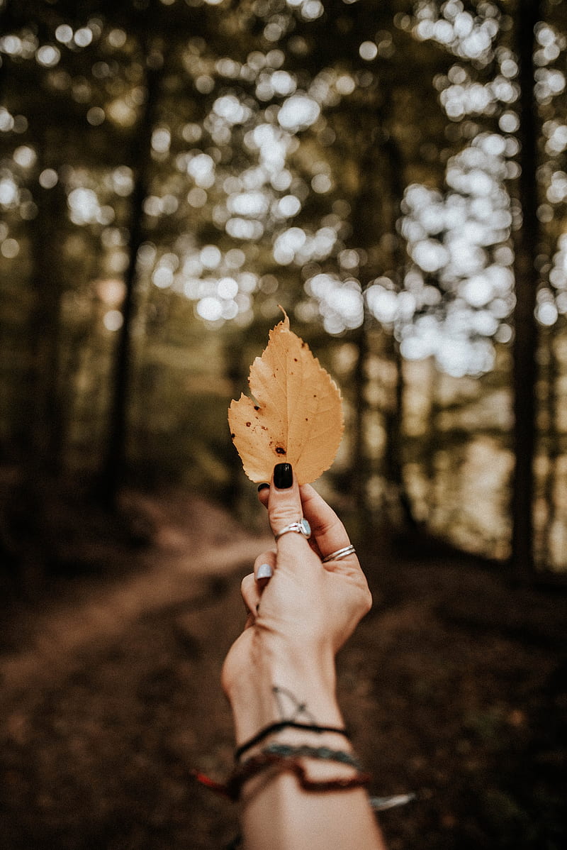 leaf, hand, dry, yellow, autumn, HD phone wallpaper