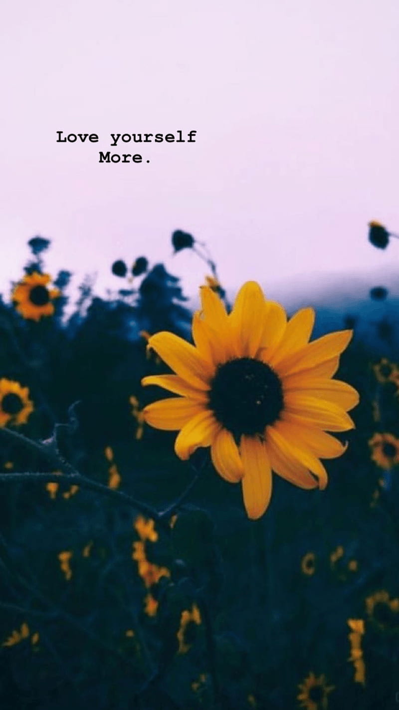 Sunflower Aesthetic iPhone Wallpapers  Top Free Sunflower Aesthetic iPhone  Backgrounds  WallpaperAccess