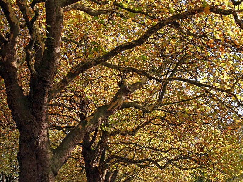 Autumn Tree Tops, autumn, bonito, gnarly, trees, HD wallpaper