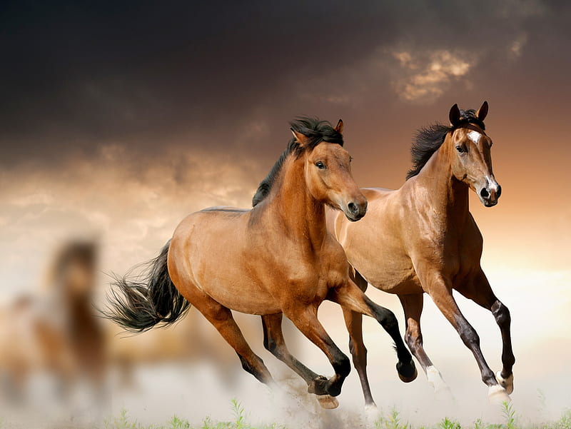Horse Run, animal, dom, horse, run, HD wallpaper
