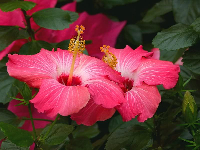 Hibiscus Luau Pink Kai, flower, pink, large, hibiscus, HD wallpaper