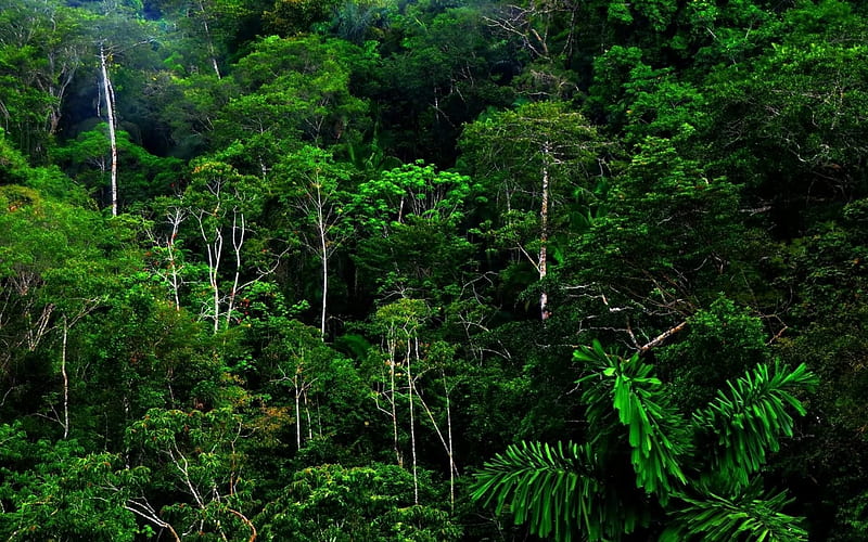 Rainforest, forest, green, nature, rain, trees, HD wallpaper