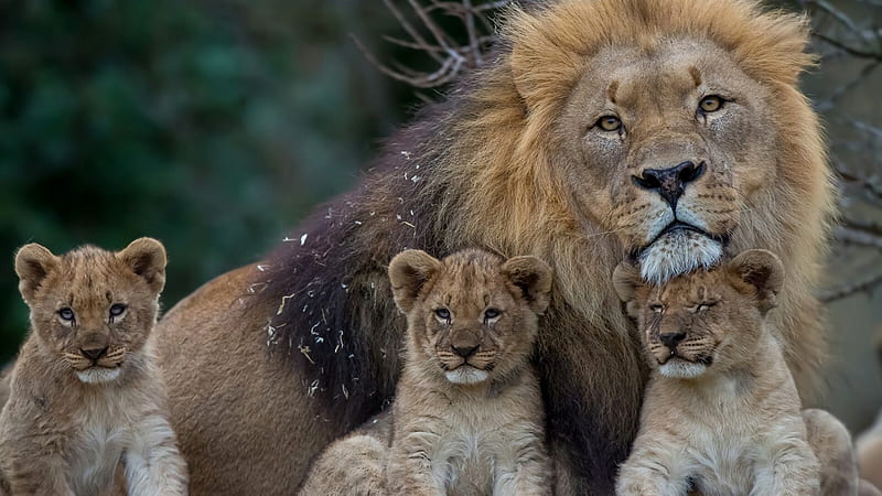 Lion With Cubs Lion, HD wallpaper