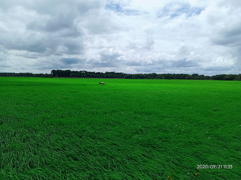 Bangladeshi village, bangladesh, crop, dhaka, field, green, greenfield,  natural, HD wallpaper | Peakpx