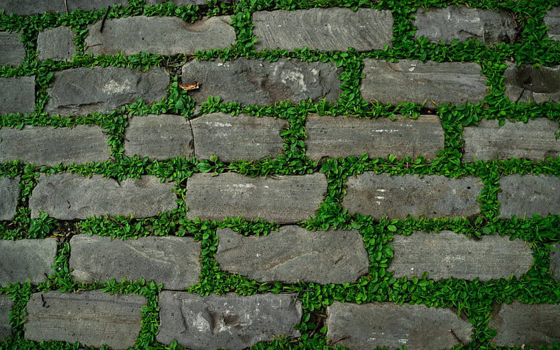 gray brick wall texture, green leaves between bricks, stone texture, old stone background, HD wallpaper