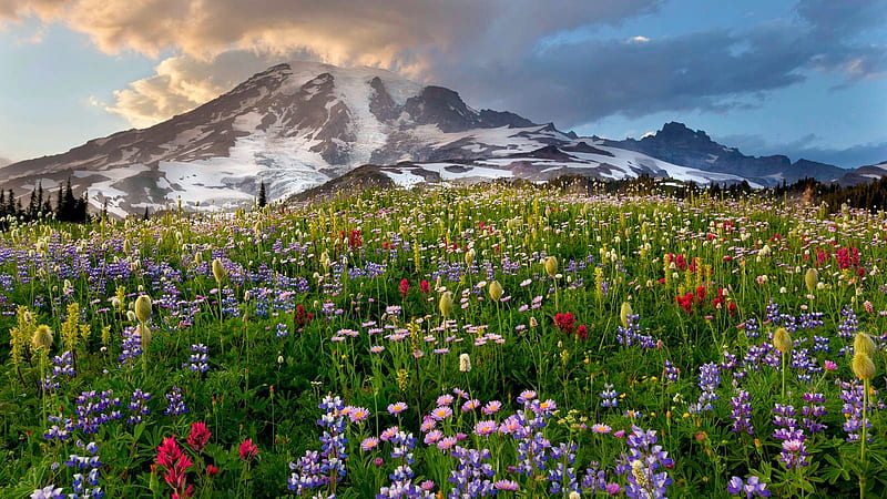 Mount Rainier National Park, Washington, summer, flowers, blossoms, colors, clouds, sky, HD wallpaper