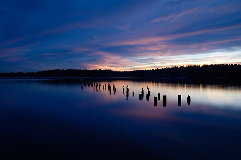 lake, sunset, silhouettes, birds, horizon, trees, HD wallpaper