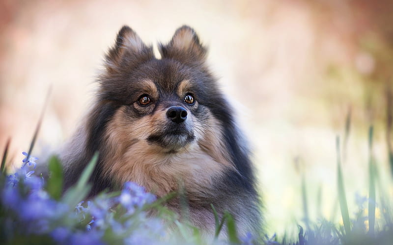 Spitz, close-up, cute animals, bokeh, Pomeranian, pets, dogs, Pomeranian Spitz, HD wallpaper