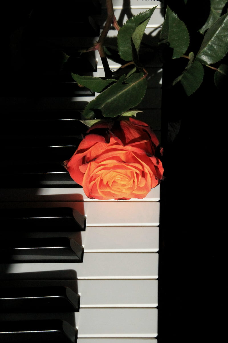 rose, piano, keys, flower, musical instrument, HD phone wallpaper