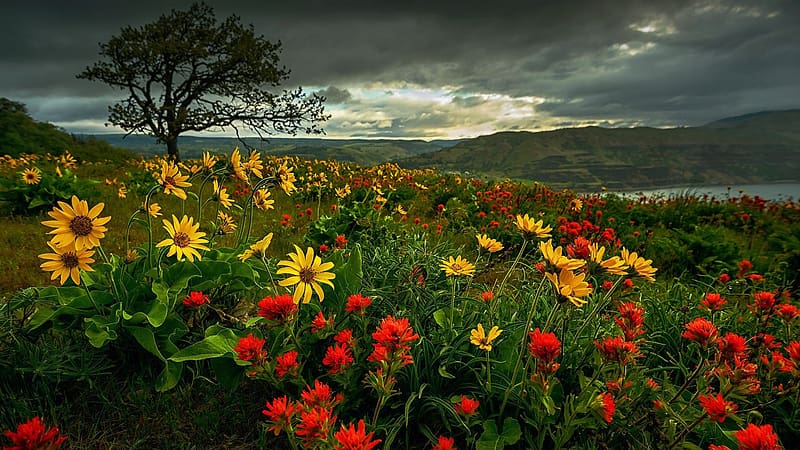Indian Paintbrush At The Columbia River Gorge, Oregon, clouds, landscaoe, blossoms, sky, usa, HD wallpaper