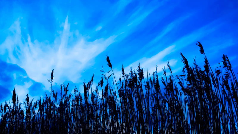 water reeds under beautiful blue sky, upwards, reeds, clouds, sky, blue, HD wallpaper