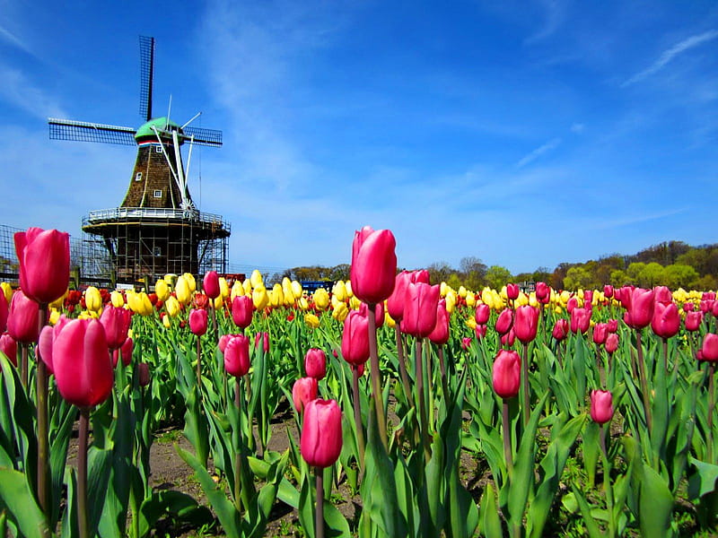 A windmill, red, pretty, colorful, windmill, mill, yellow, bonito, clouds, holland, nice, green, flowers, tulips, harmony, lovely, wind, greenery, sky, delicate, freshness, nature, HD wallpaper