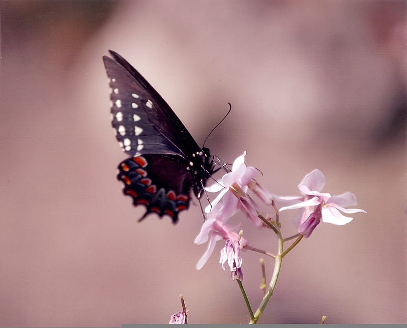 Fragile touch, wings, soft, small, delicate, fragile, tiny, butterfly, purple, wild, insect, flowers, violet, pink, animals, HD wallpaper
