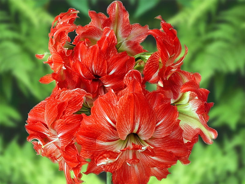 amaryllis flowers, beauty in nature, red flowers, green, HD wallpaper