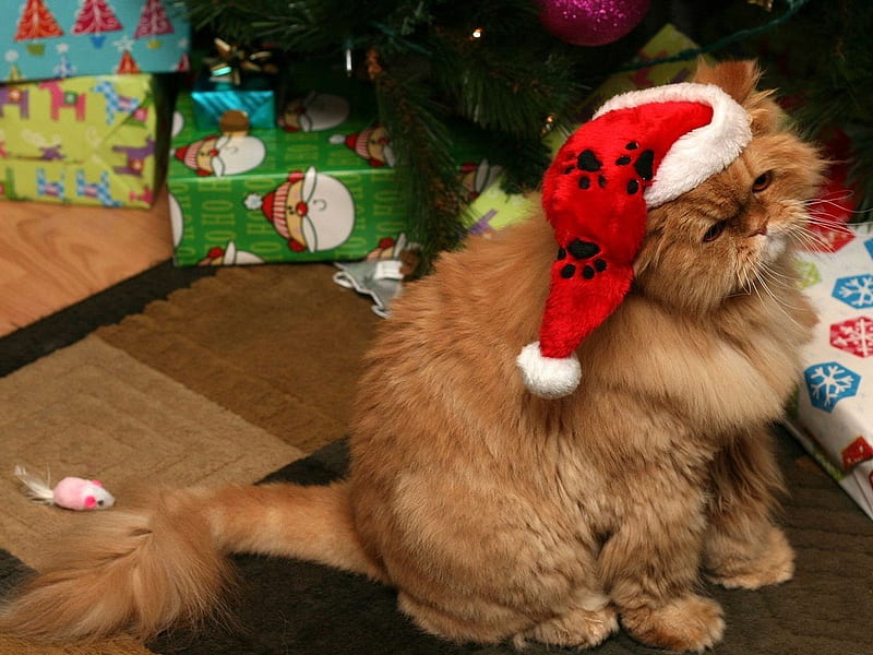 Cute santa kitten, santa, holiday, cat, kitten, cristmas, animal, sweet, hat, HD wallpaper