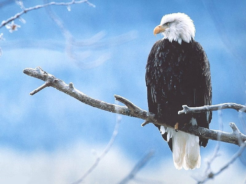 The Eagle Watches, cool, bird, eagle, watches, branch, animal, HD wallpaper