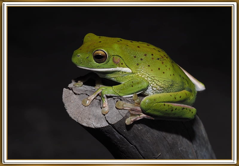 FROG ON A LOG, NATURE, FROG, LOG, HD wallpaper | Peakpx