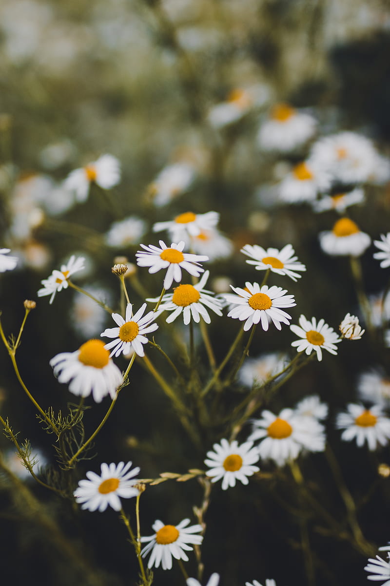 chamomile, flowers, white, bloom, plant, summer, HD phone wallpaper