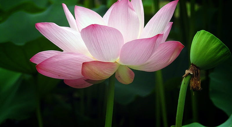 Lotus, flower, nature, bud, pink, HD wallpaper