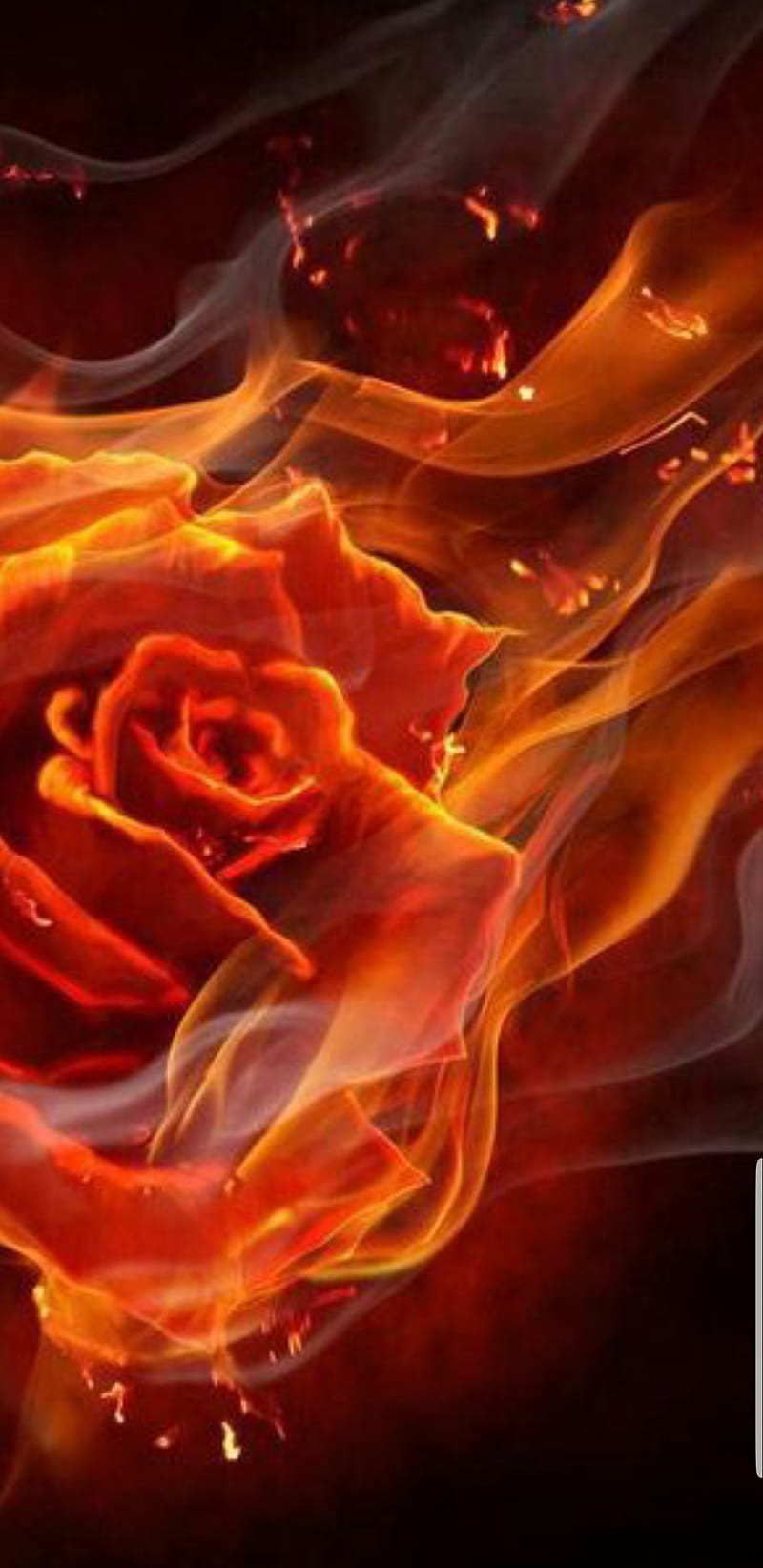 Flaming Rose, flame, rose, love, flower, bright, red, passion, HD phone ...