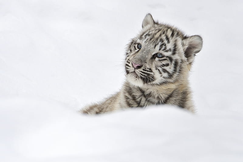 Snow White Tiger Cubs, HD wallpaper