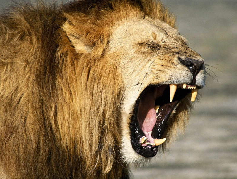 Roaring Lion, male lion, african lion, lion, HD wallpaper