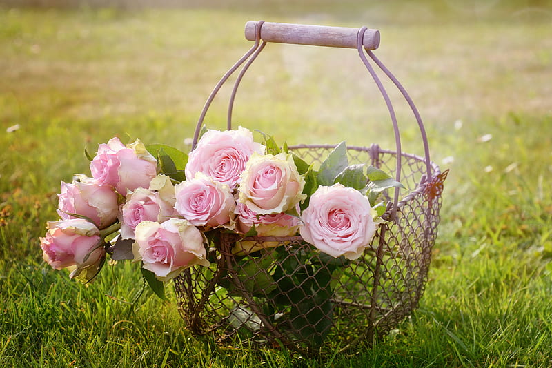 Bouquet, bokeh, basket, pastel, soft, petals, roses, pink, HD wallpaper