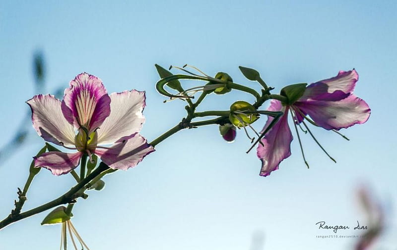 Garden glimpses XIX. spring, abstract, sky, graphy macro, flowers, nature, petals, HD wallpaper