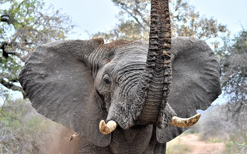 big elephant, Africa, trunk, wildlife, elephants, HD wallpaper