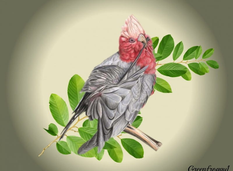 GALAH, BIRD, ANIMAL, NATURE, HD wallpaper