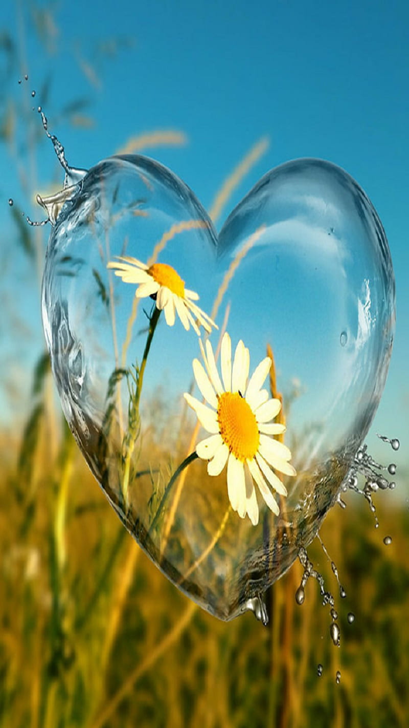 Love, daisies, heart, HD phone wallpaper