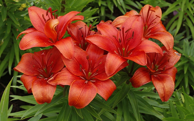 Red Lilies, flowers, lilies, red, nature, HD wallpaper