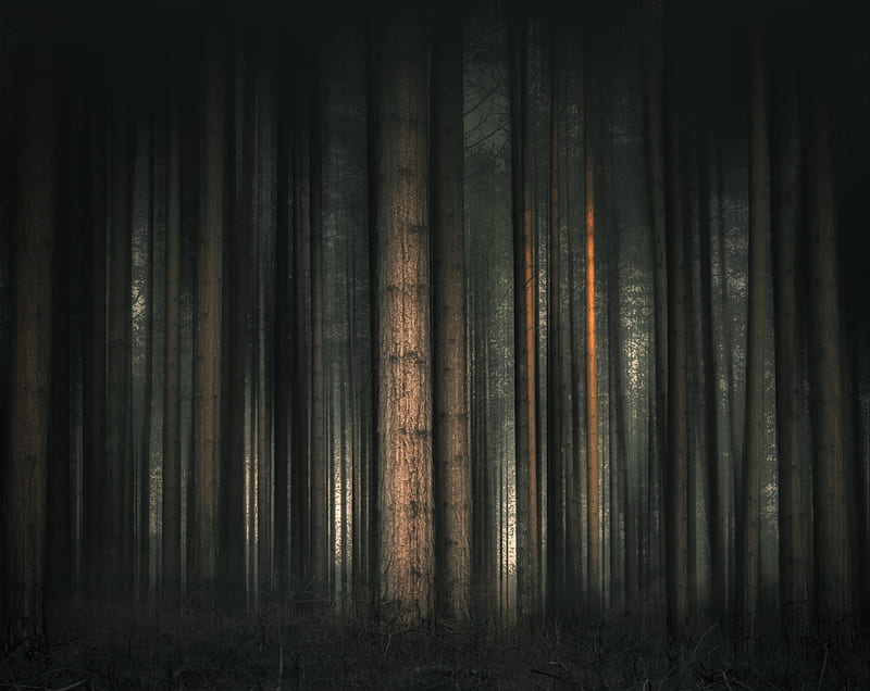 Dark Forest, Trees Ultra, Nature, Forests, Abstract, Trees, Forest,  Woodland Enchanted, HD wallpaper | Peakpx