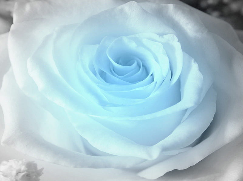 Blue Rose, flower, roses, rose, blue, HD wallpaper | Peakpx