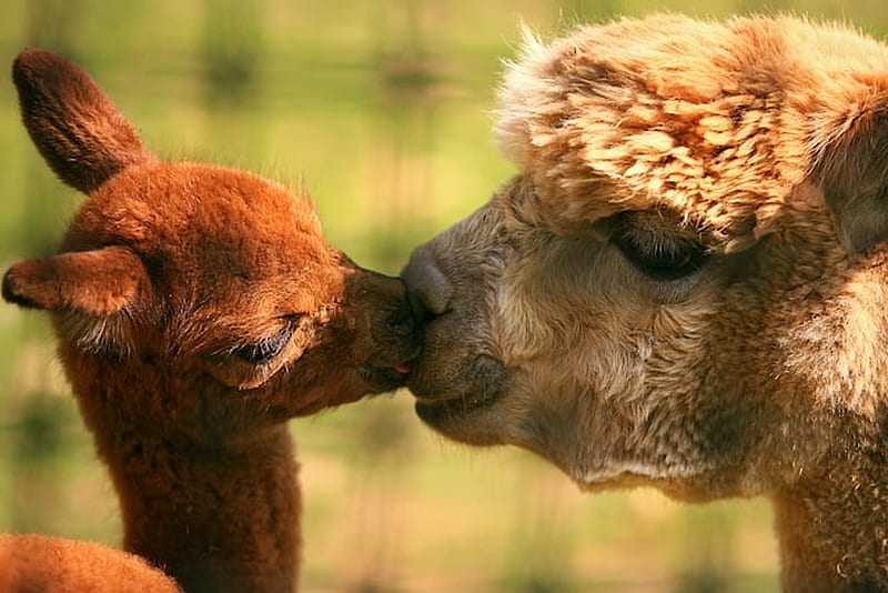 Mamma kiss, alpaca, brown, baby, kiss, animal, sweet, cute, lama, funny, couple, HD wallpaper