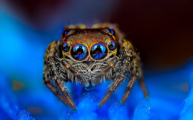 Spider, insect, eyes, blue, jumper, HD wallpaper