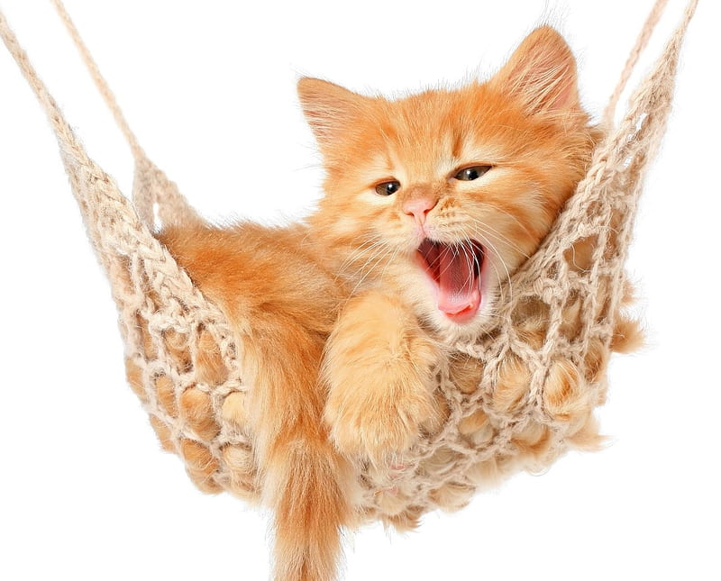 Sweet kitten in hammock, cute, hammock, cat, kitten, tongue, animal, sweet, pisica, HD wallpaper