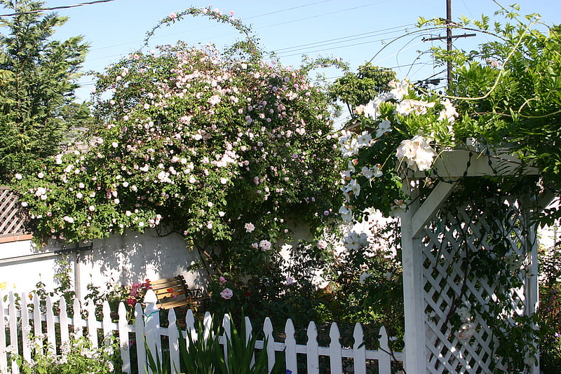 roses garden, home, bench, garden, bonito, roses, HD wallpaper
