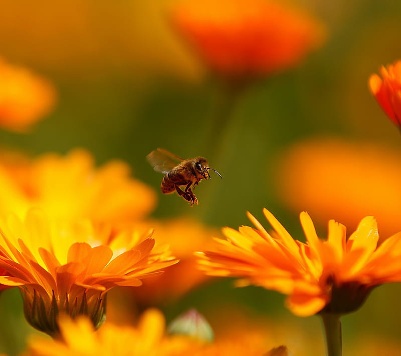 Bee, flower, HD wallpaper | Peakpx