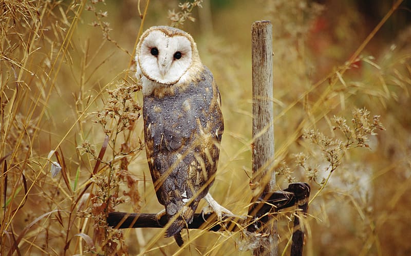 Birds, Animal, Barn Owl, HD wallpaper | Peakpx