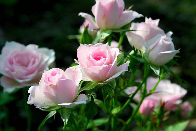 NEW YEAR BLOOMS, flowers, nature, roses, pink, HD wallpaper | Peakpx