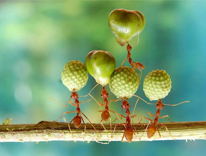 ants at work, forest, amazing, amazon, jungle, nature, ants, HD wallpaper