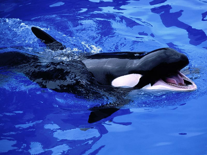 Animal, Whale, Killer Whale, HD wallpaper Animal, Whale, Killer Whale, HD wallpaper