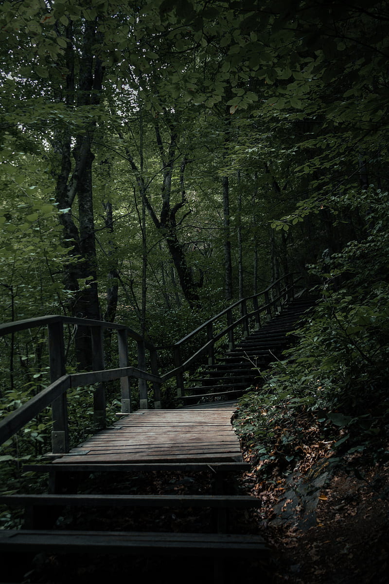 stairs, steps, trees, nature, HD phone wallpaper