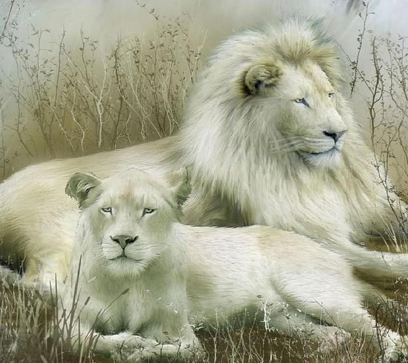 Lion Couple, feline, mane, lion, wild, HD wallpaper