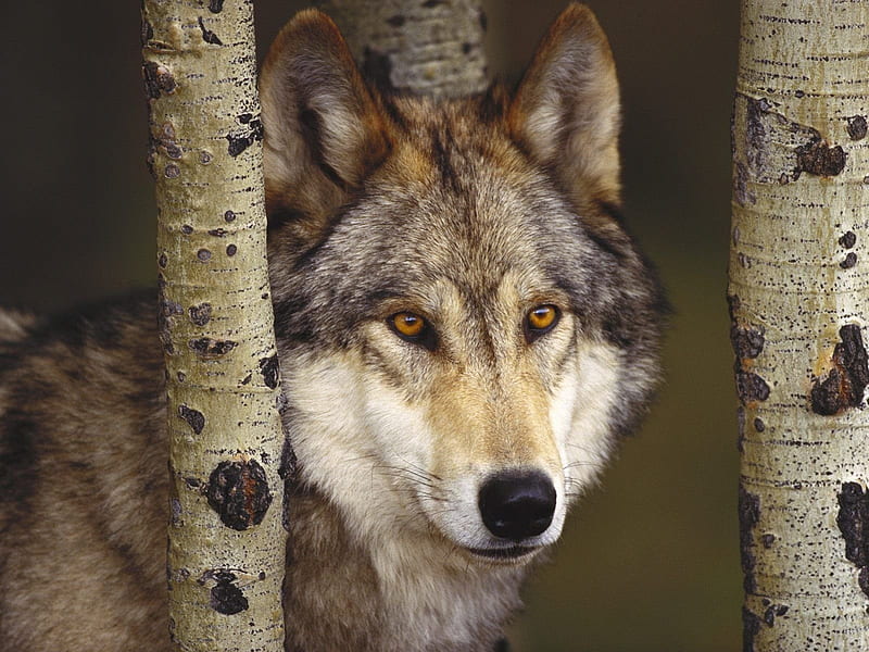 The Eyes of a Wolf, nose, ears, ddaylight, tree, day, nature, wolf, trunk, eyes, fur, animals, dog, bark, HD wallpaper