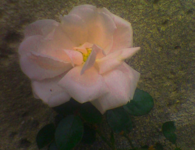 Pink roses, Beautiful roses, beautiful ink roses, Very pink roses, HD wallpaper