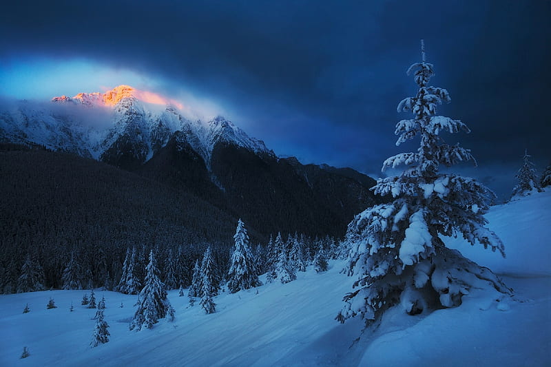 Winter night, Winter, Nature, Forest, Mountains, Trees, Snow, HD