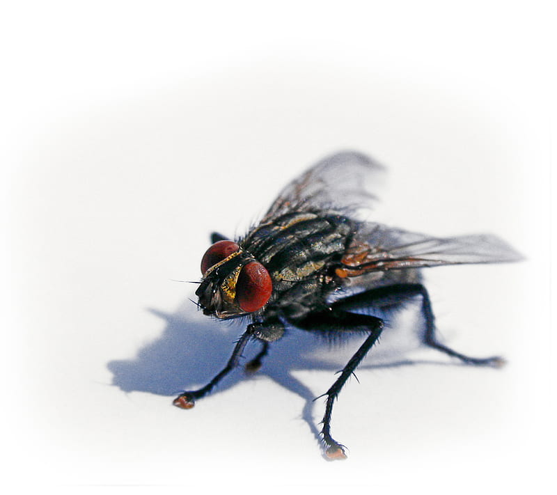 Fly, bug, macro, nature, pet, HD wallpaper