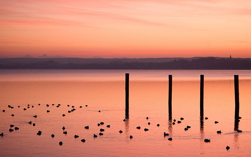ducks in a pink waterscape, ducks, sunset, pylons, pink, harbor, HD wallpaper